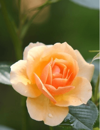 Mary A. Corcoran Obituary