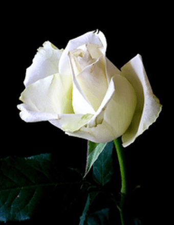 June A. Matott Obituary